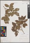 Foto von Salix caprea L.